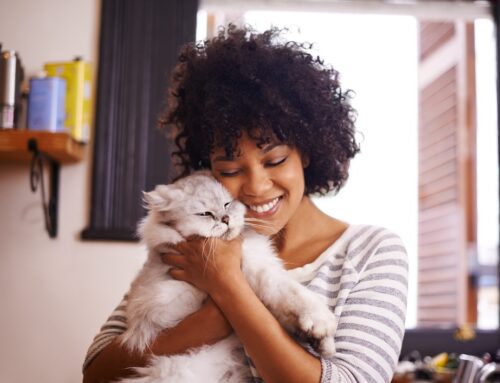 Top Pet-Friendly Apartment Features in Kansas City
